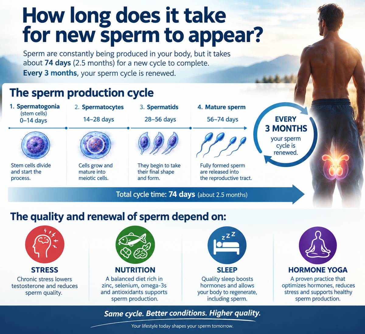 `Sperm regeneration cycle 72-90 days — stress, nutrition, sleep, Hormone Yoga`